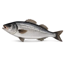 Bulk Seafood Related Export from Sri Lanka