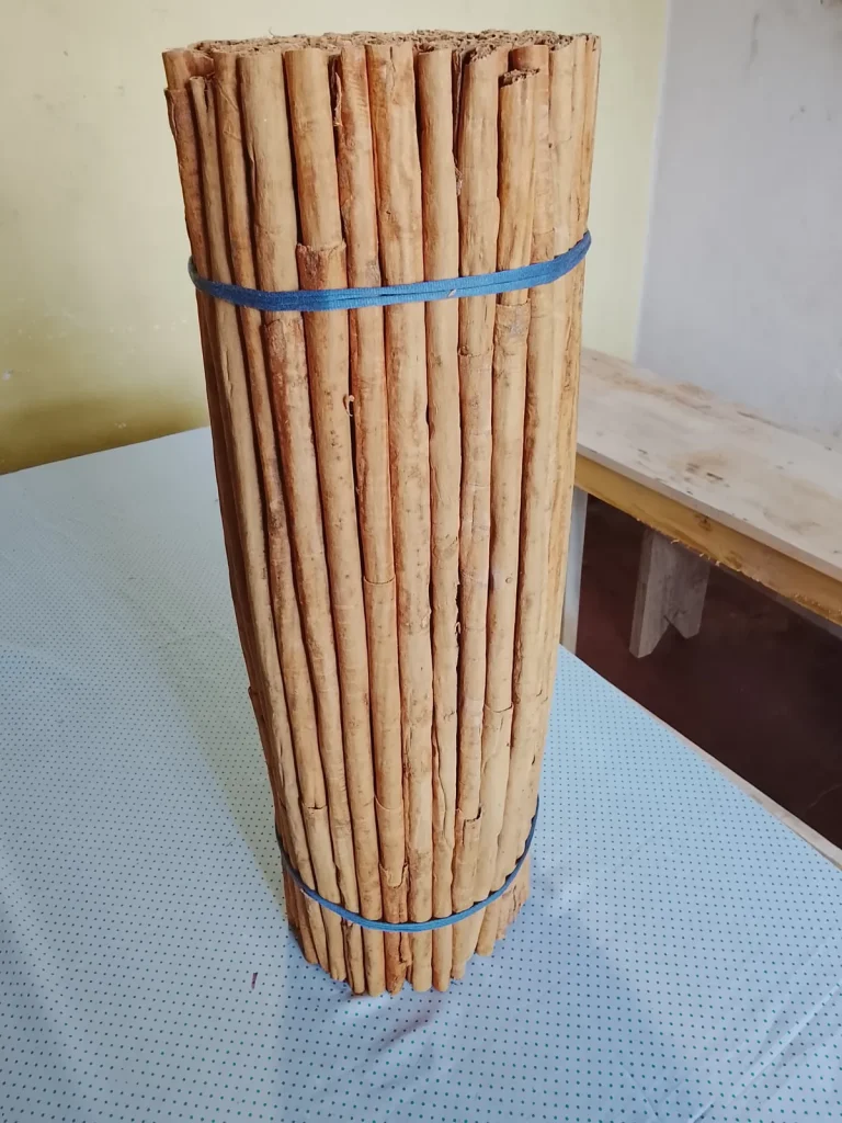 Bundle of Ceylon cinnamon quills C5 grade tied for export, Galle District, Sri Lanka