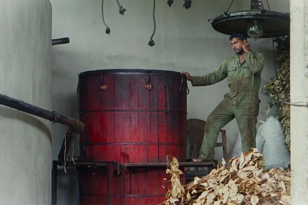 Traditional steam distillation of cinnamon leaf oil at a Sri Lankan factory