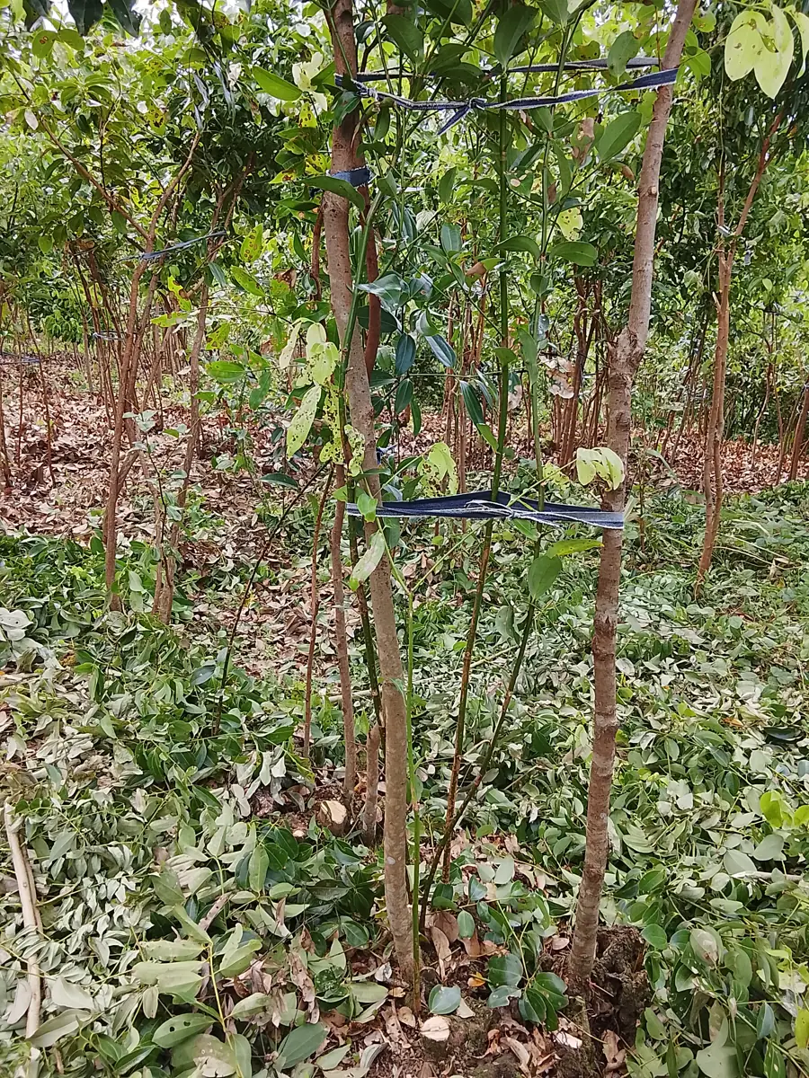 Cinnamon plants growing at a farm in Karandeniya, Galle District, Sri Lanka