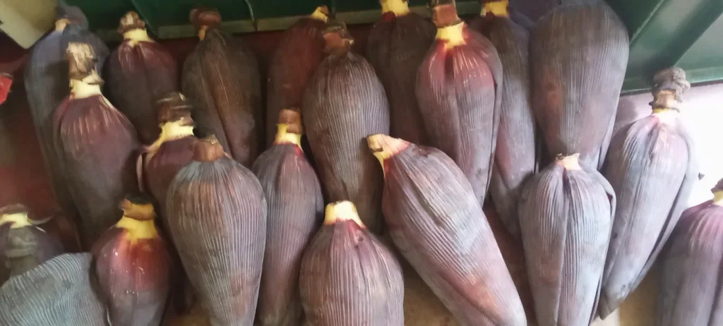 Fresh banana flowers (banana blossoms) harvested in Kegalle, Sri Lanka, ready for export